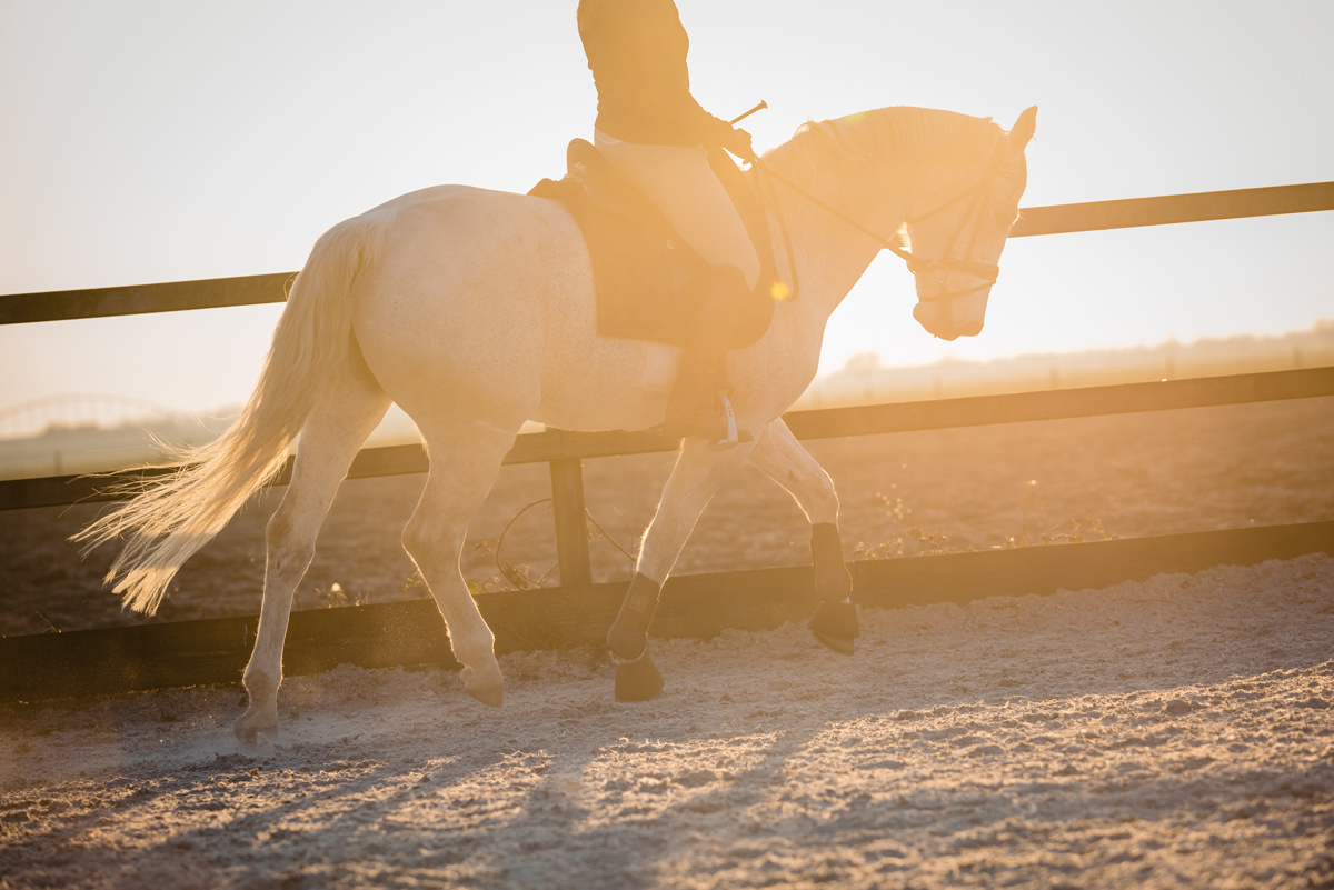 Paard zonsondergang